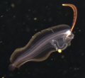 flounder larva?